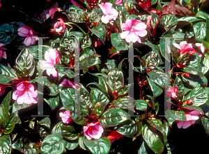 Picture of Impatiens balsamina 