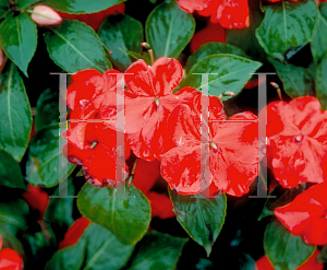 Picture of Impatiens walleriana 'Blitz 2000 Red'