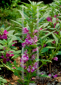 Picture of Impatiens balsamina 'Blackberry Trifle'