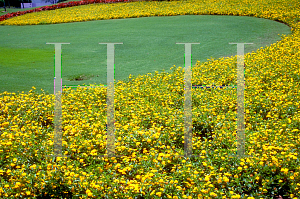 Picture of Lantana x 'Gold Mound'