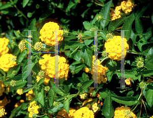 Picture of Lantana x 'Gold Mound'