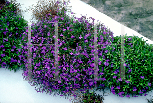 Picture of Lobelia erinus 'Rapid Blue'