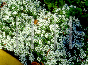 Picture of Lobularia maritima 