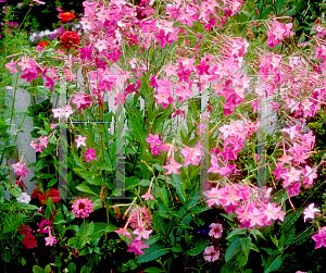 Picture of Nicotiana alata 