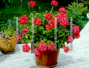 Picture of Pelargonium x hortorum 