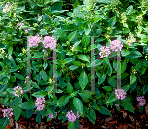 Picture of Pentas lanceolata 'Buderin Blue'