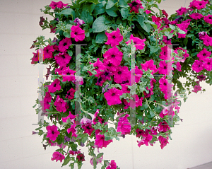 Picture of Petunia x hybrida 'Cascadia Chateau'