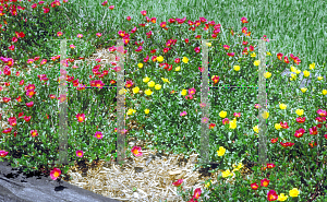 Picture of Portulaca grandiflora 