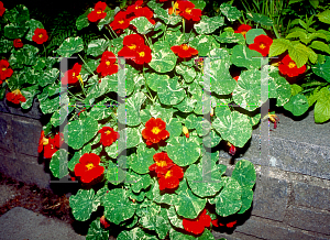 Picture of Tropaeolum majus 