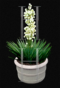 Picture of Yucca aloifolia 