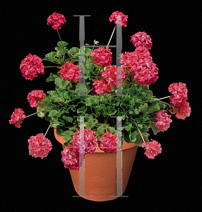 Picture of Pelargonium x hortorum 