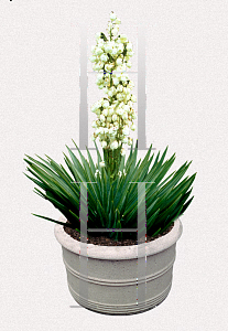 Picture of Yucca aloifolia 