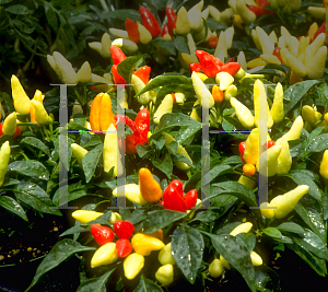 Picture of Capsicum annuum var. annuum 