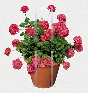 Picture of Pelargonium x hortorum 