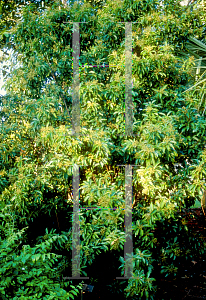 Picture of Ardisia escallonioides 