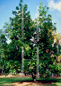 Picture of Artocarpus altilis 