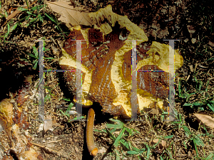 Picture of Artocarpus altilis 
