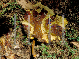 Picture of Artocarpus altilis 
