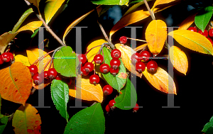 Picture of Aronia arbutifolia 