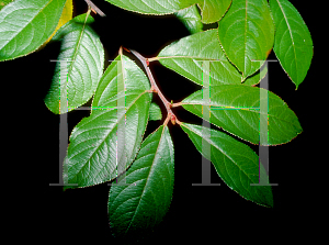 Picture of Aronia arbutifolia 