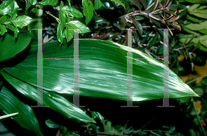 Picture of Aspidistra elatior 