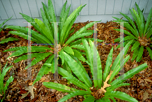 Picture of Asplenium nidus 