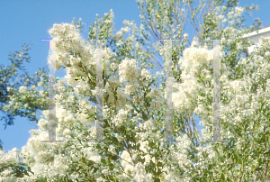 Picture of Baccharis halimifolia 