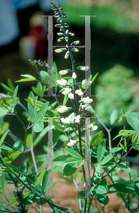 Picture of Baptisia spp. 