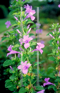 Picture of Barleria cristata 