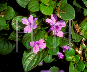 Picture of Barleria cristata 