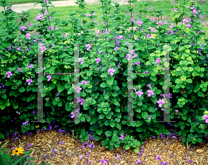 Picture of Barleria cristata 