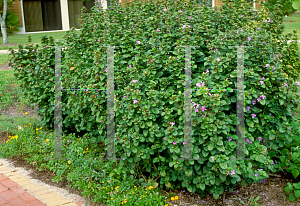 Picture of Barleria cristata 