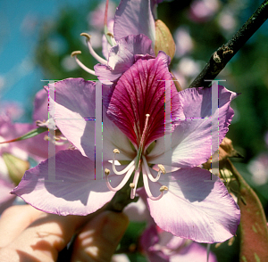 Picture of Bauhinia variegata 