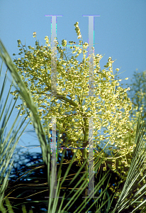 Picture of Nolina recurvata 