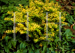 Picture of Berberis thunbergii 'Aurea'