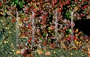 Picture of Berberis thunbergii 'Crimson Pygmy'