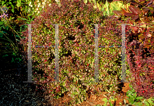 Picture of Berberis thunbergii 'Crimson Pygmy'