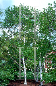 Picture of Betula ermanii 