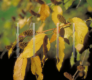 Picture of Betula lenta 