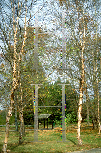 Picture of Betula nigra 'Cully (Heritage)'