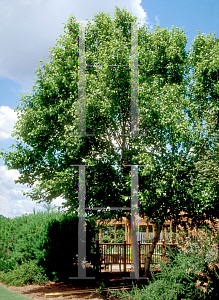 Picture of Betula nigra 'Cully (Heritage)'