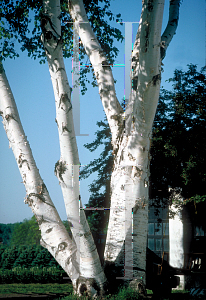 Picture of Betula papyrifera 