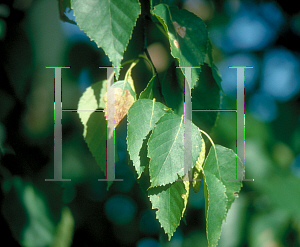 Picture of Betula papyrifera 