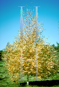 Picture of Betula platyphylla 