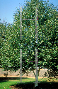 Picture of Betula utilis var. jacquemontii 