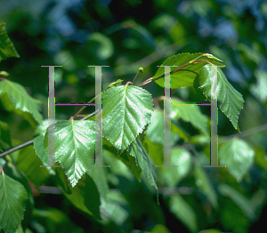 Picture of Betula utilis var. jacquemontii 