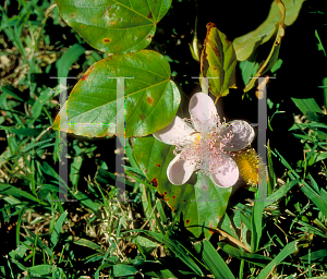 Picture of Bixa orellana 