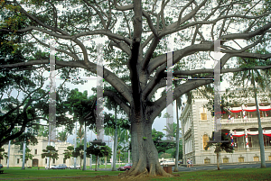 Picture of Bombax ceiba 