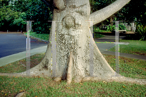 Picture of Bombax ceiba 