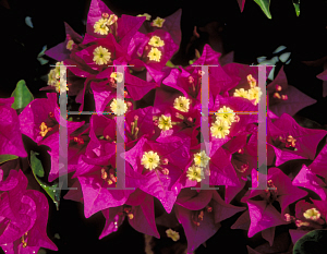 Picture of Bougainvillea spp. 